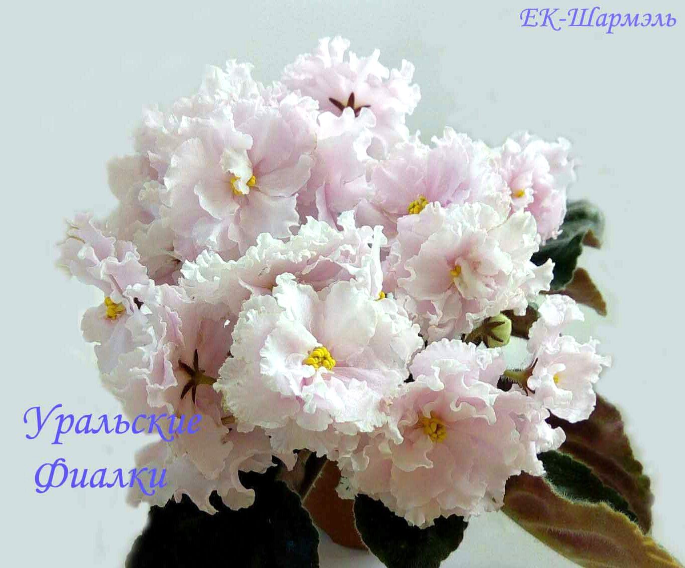 Фиалка вивьен ли