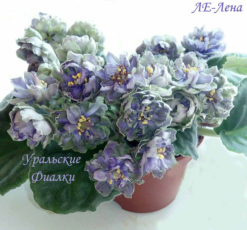 Украинская Селекция